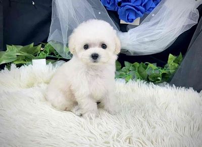 Poodle dòng ko rụng lông. Mua bán Chó tại Quận Thanh Khê Đà Nẵng được đăng bởi Lê văn thêu