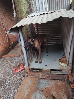 Cần bán chó nặng hơn 30kg. Mua bán Chó tại Huyện Xuân Lộc Đồng Nai được đăng bởi chuyên gà đá