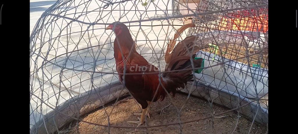Gà khét mỹ. Mua bán Gà tại Thành phố Bến Tre Bến Tre được đăng bởi Buôn bán bến tre hình 1