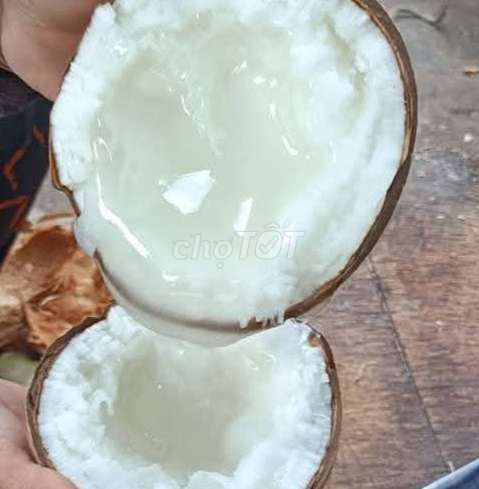 Dừa sáp Trà Vinh. Mua bán Đồ ăn, thực phẩm và các loại khác tại Quận 1 Tp Hồ Chí Minh được đăng bởi mít cute hình 2