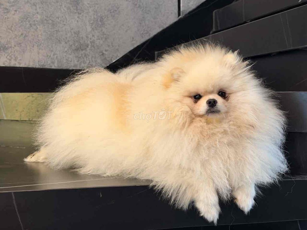 Chó Pomeranian nhỏ. Mua bán Chó tại Thành phố Nha Trang Khánh Hòa được đăng bởi Tên chưa cung cấp hình 1