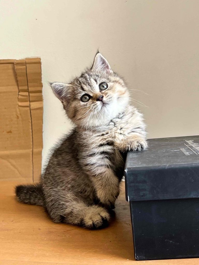 Bé chân Lùn. Mua bán Mèo tại Thành phố Thủ Đức Tp Hồ Chí Minh được đăng bởi Cherry đỏ hình 1
