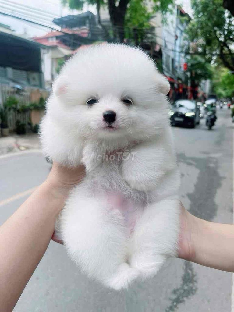 Chó Phốc Sóc Trắng Cả hai. Mua bán Chó tại Thành phố Bến Tre Bến Tre được đăng bởi Nguyễn Thị Huỳnh Mai hình 1