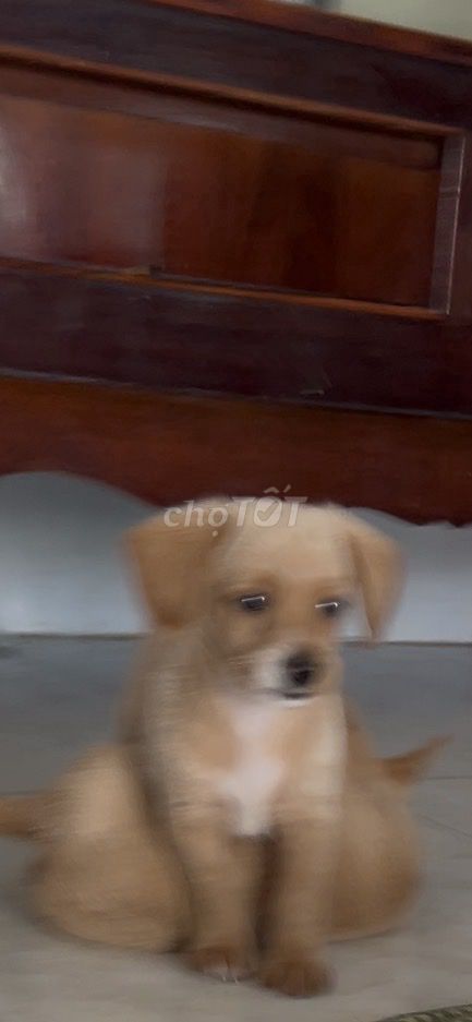Chó Poo-Chi nâu vàng dưới 3 tháng. Mua bán Chó tại Thành phố Trà Vinh Trà Vinh được đăng bởi Lê Văn Nam hình 1