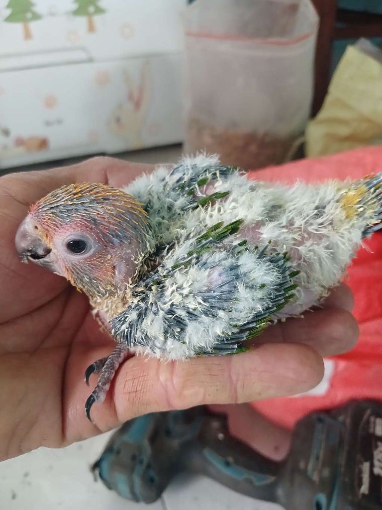 Vẹt Sun non đa sắc. Mua bán Chim tại Huyện Đức Hòa Long An được đăng bởi trantu hình 1