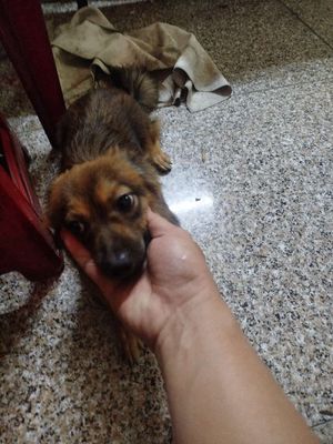 Cho 2 chó cỏ lai chihuahua