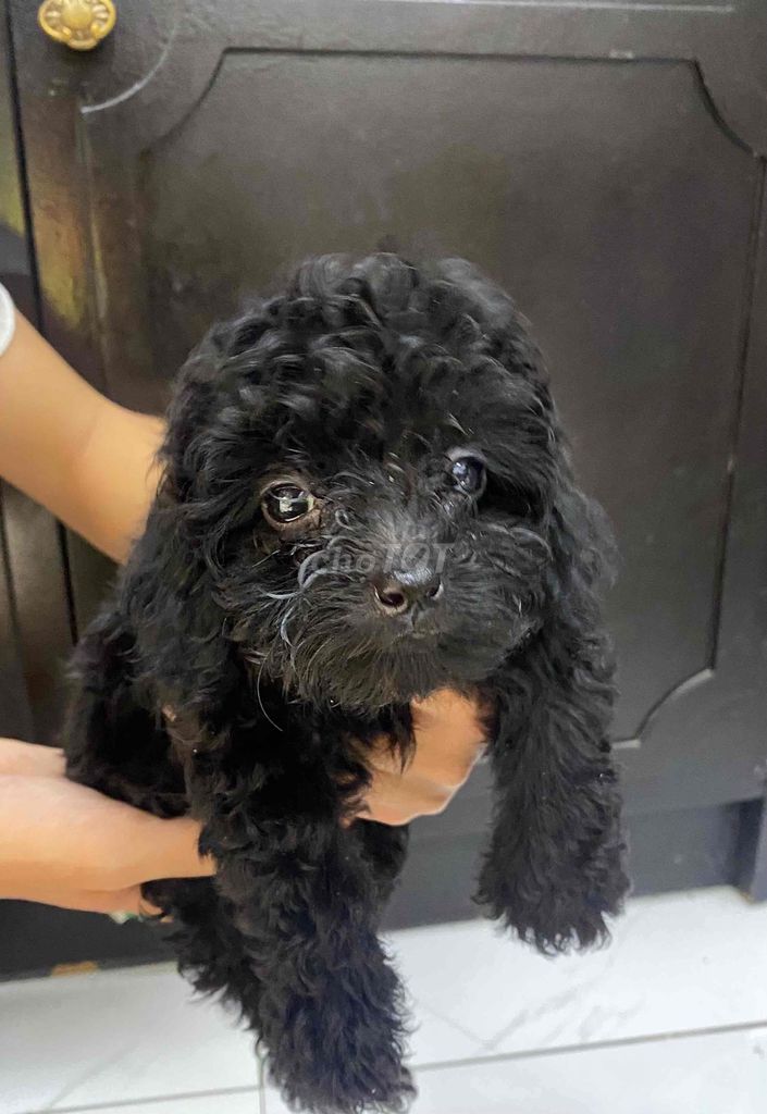 Chó Poodle Đen Đực Cái. Mua bán Chó tại Quận Ninh Kiều Cần Thơ được đăng bởi Huỳnh Mai hình 1