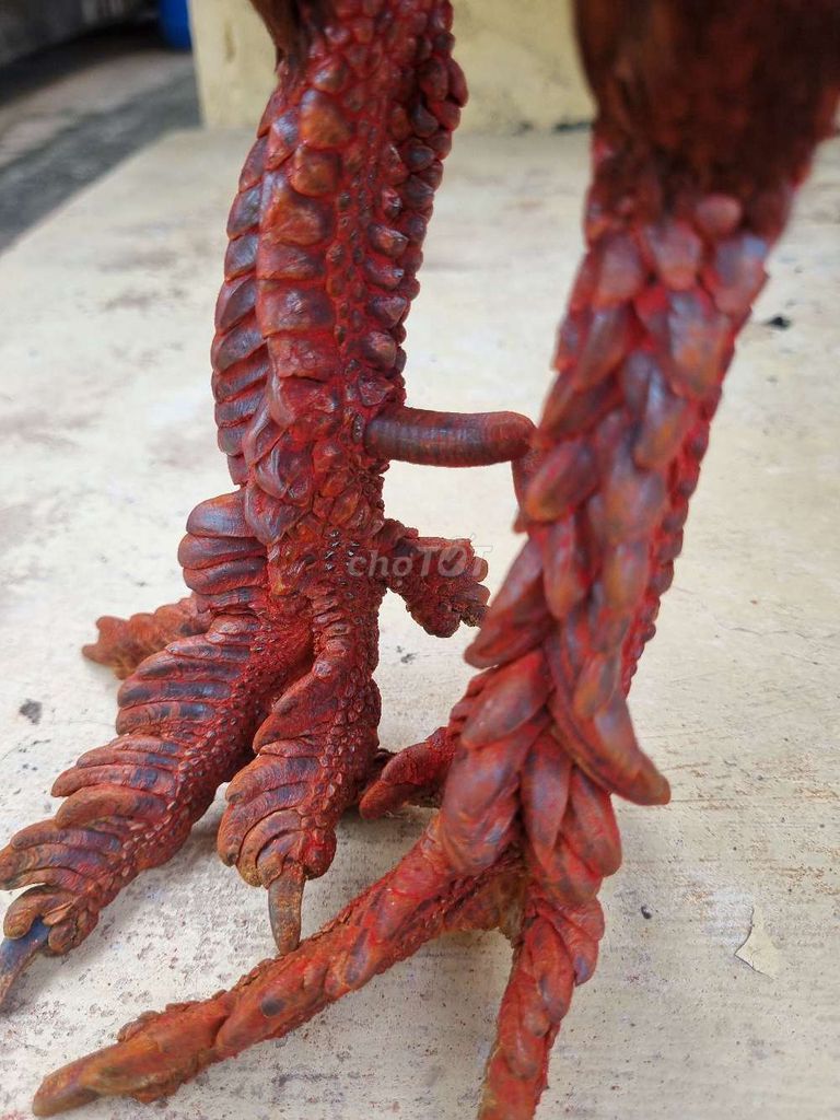 Que đen vảy rồng khủng. Mua bán Gà tại Thành phố Tân An Long An được đăng bởi Nguyễn Khánh  hình 1