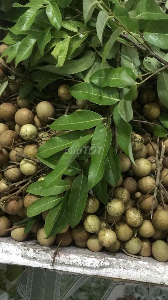 Nhãn xuồng