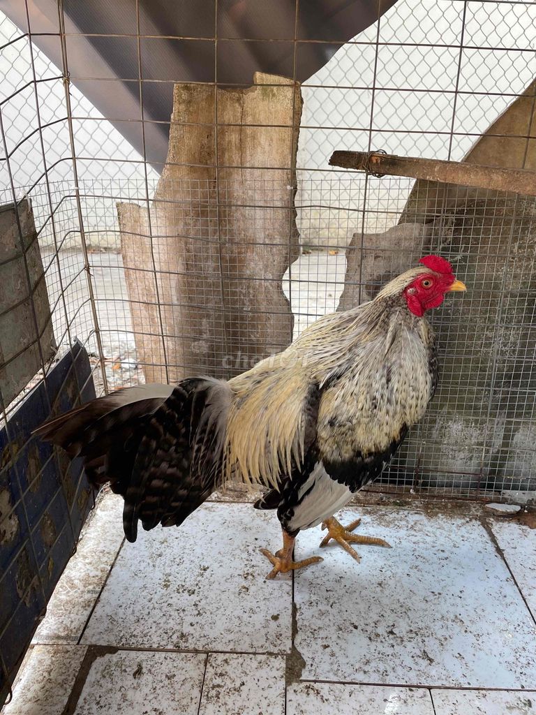 gà chọi bổn đá hay, đẹp/ thỏ trắng Nêu di lân. Mua bán Gà tại Thành phố Tân An Long An được đăng bởi Hồ Thanh Sang hình 1