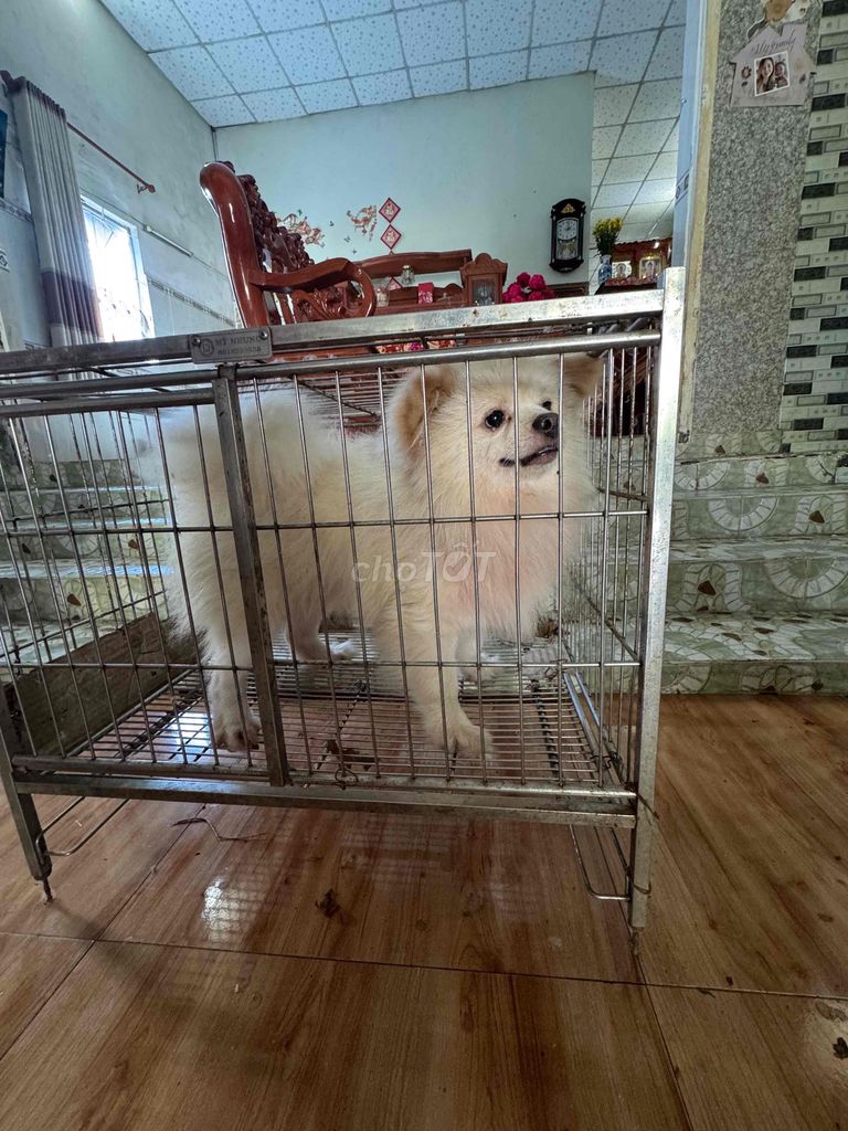 Chó Phốc Sóc đực 2 tuổi đã tiêm ngừa. Mua bán Chó tại Thành phố Mỹ Tho Tiền Giang được đăng bởi Ngọc yến hình 1