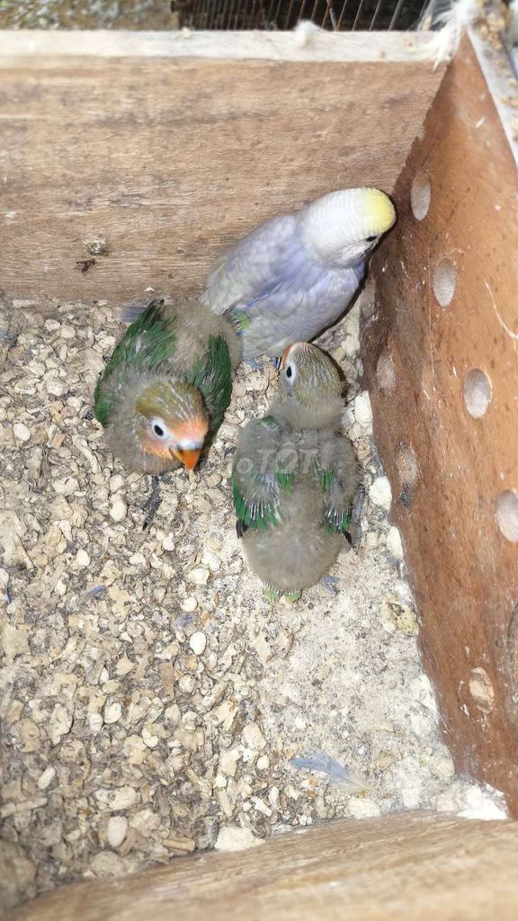 Vẹt lovebird non. Mua bán Chim tại Huyện Long Thành Đồng Nai được đăng bởi Yến phụng tyey hình 1
