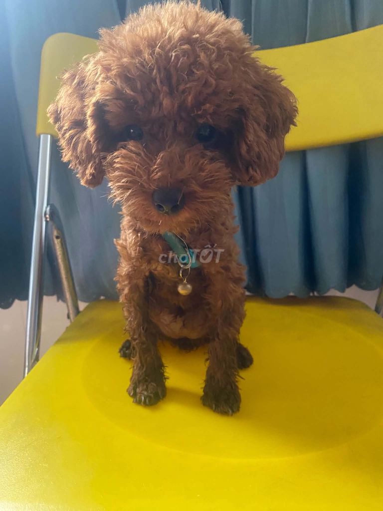 Chó Poodle cái 3 tháng tuổi. Mua bán Chó tại Quận 5 Tp Hồ Chí Minh được đăng bởi Triệu Huy hình 1