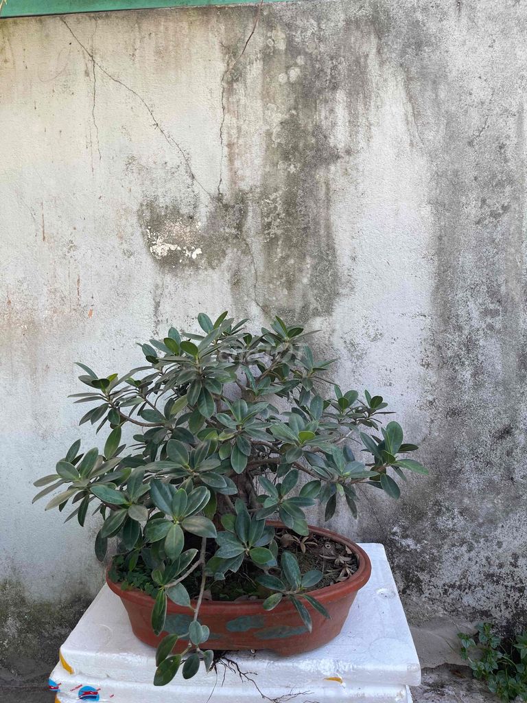 Cây da Nhật trang trí tiểu cảnh. Mua bán Cây cảnh, đồ trang trí tại Quận Cái Răng Cần Thơ được đăng bởi Minh Phú Garden hình 1