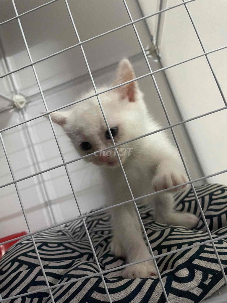 Mèo Anh lông ngắn lai Trắng. Mua bán Mèo tại Quận Ninh Kiều Cần Thơ được đăng bởi Huỳnh Quốc Thắng hình 1