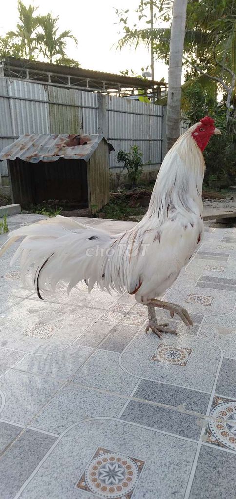 3,1 kg tơ zin tay cục chân xanh nhanh chơi. Mua bán Gà tại Huyện Phong Điền Cần Thơ được đăng bởi Ký cần Thơ  hình 1