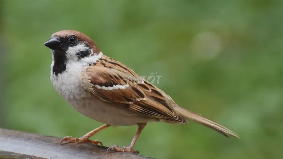 chim sẻ chim nói. Mua bán Chim tại Quận 1 Tp Hồ Chí Minh được đăng bởi Trúc Trương hình 1