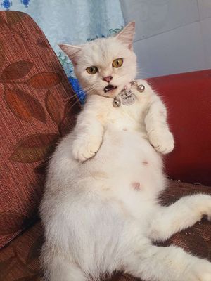 Mèo munchkin chân ngắn thuần. Mua bán Mèo tại Quận Tân Bình Tp Hồ Chí Minh được đăng bởi Táo Bán Lổ