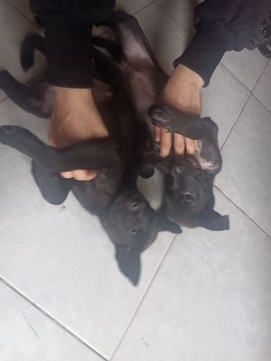 Cho con 200k 1 con den. Mua bán Chó tại Thành phố Long Xuyên An Giang được đăng bởi Han Tran