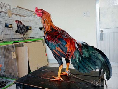 Thái mỹ cán vuông 8móng đen 4th trạng chơi 4kg5. Mua bán Gà tại Quận 8 Tp Hồ Chí Minh được đăng bởi phương shop 