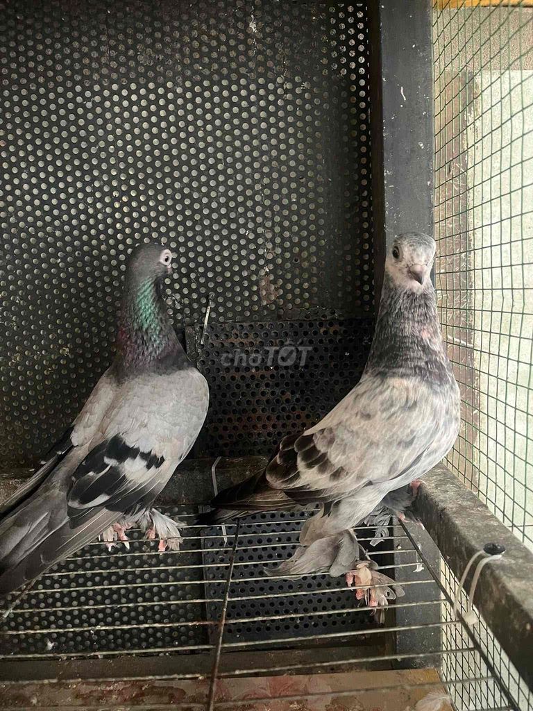 Chim bồ câu Xám Đôi. Mua bán Chim tại Thành phố Biên Hòa Đồng Nai được đăng bởi Du hình 1