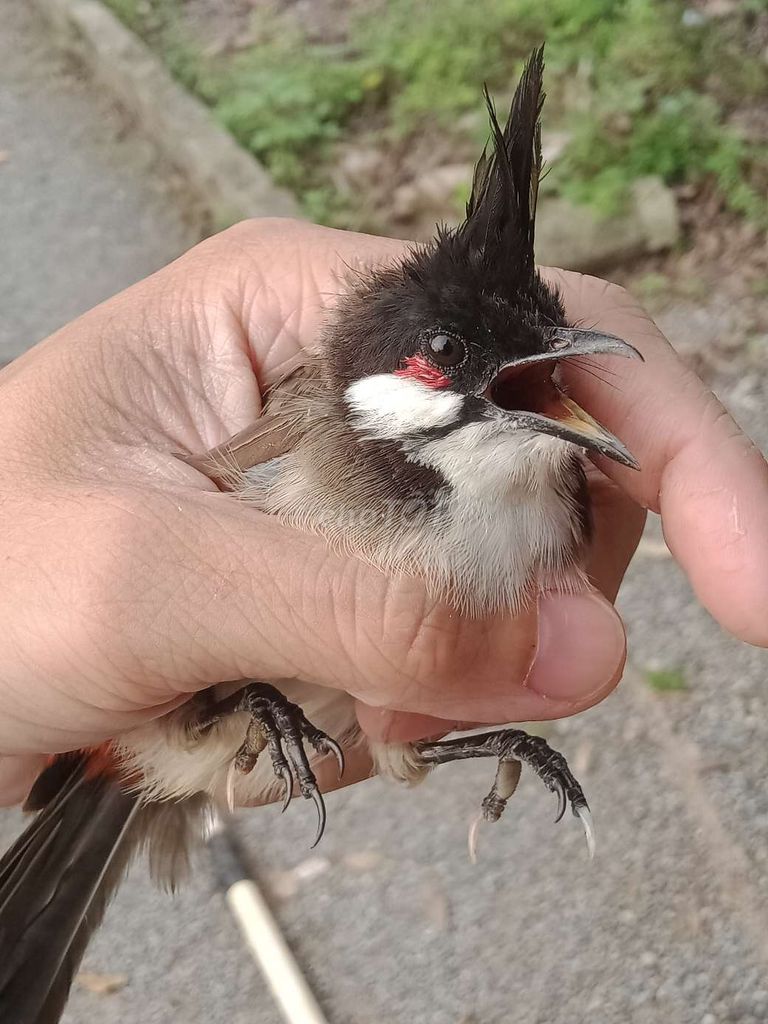 3 móng trắng mào lân