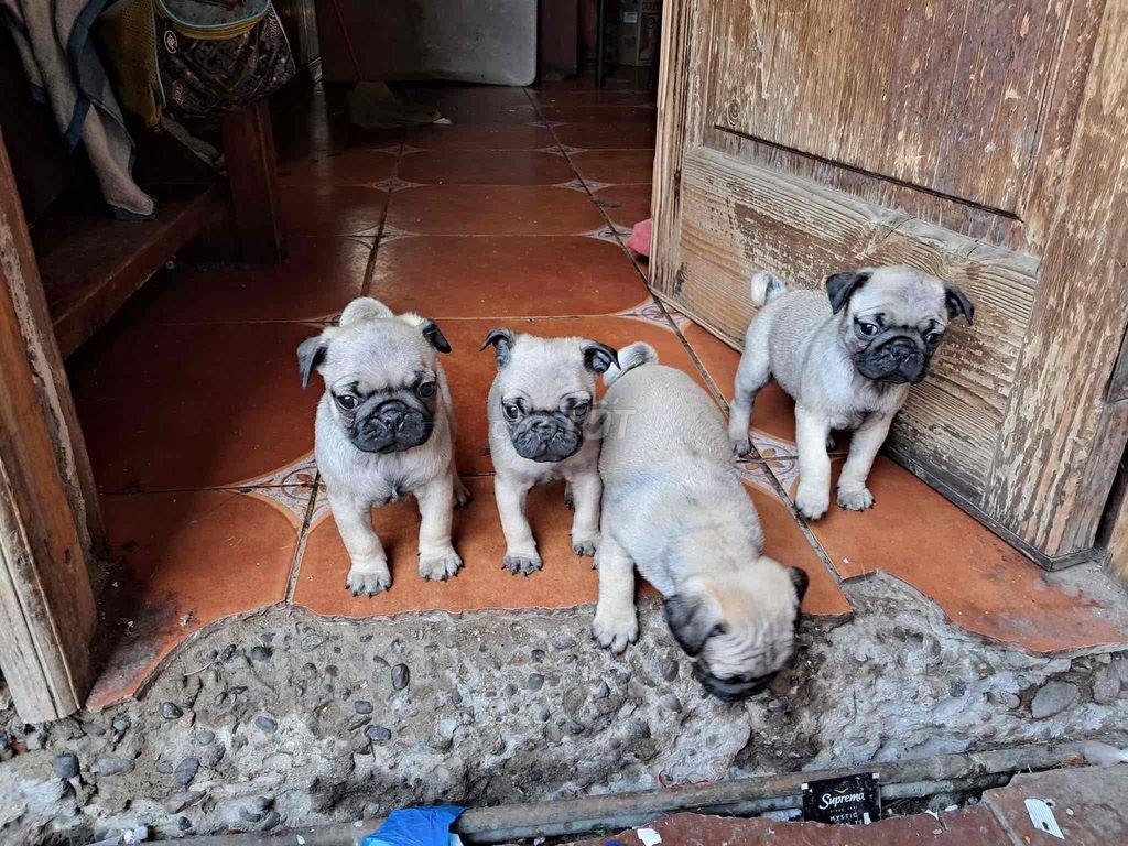 pug mặt xệ. Mua bán Chó tại Quận Cẩm Lệ Đà Nẵng được đăng bởi Anh Pet Shop hình 4