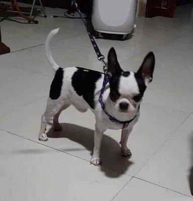 Nhận phối giống chihuahua. Mua bán Phụ kiện, Thức ăn, Dịch vụ tại Huyện Đông Anh Hà Nội được đăng bởi Hân Hân 