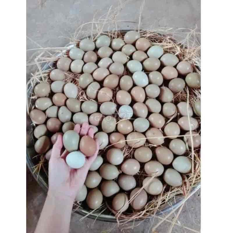 Trứng Chim trĩ lạc xanh đỏ. Mua bán Đồ ăn, thực phẩm và các loại khác tại Quận 8 Tp Hồ Chí Minh được đăng bởi Kofi Na Coffee hình 1