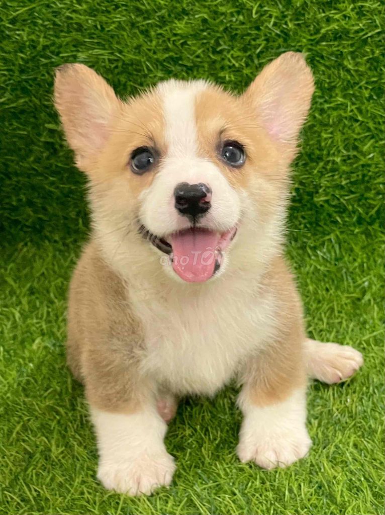 Chó Corgi Vàng trắng xinh nhất quả đất. Mua bán Chó tại Huyện Thanh Trì Hà Nội được đăng bởi Nguyễn Longg hình 1