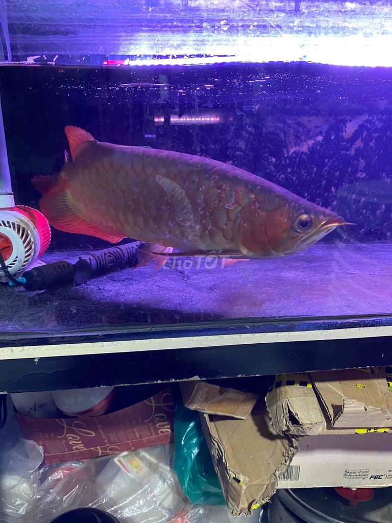 cá huyết long. Mua bán Thú cưng khác tại Thị xã Tân Uyên Bình Dương được đăng bởi Khoa hình 2