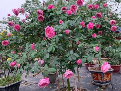 Cây hoa hồng cổ Xa pa thoát thân cực đẹp. Mua bán Cây cảnh, đồ trang trí tại Quận Hoàng Mai Hà Nội được đăng bởi Thanh