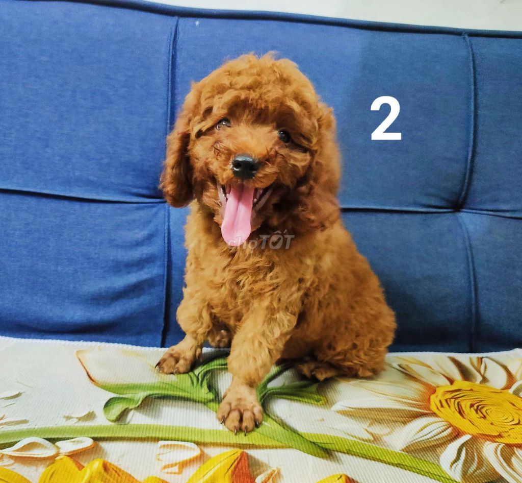 Gả 3 bé Poodle thuần chủng Đực