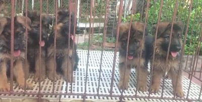 Chó Becgie con lông xù đen vàng