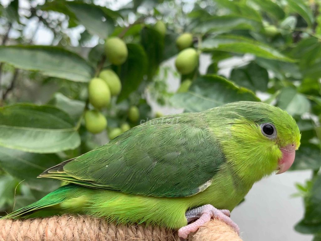 Vẹt Parrotlet mái màu xanh lá