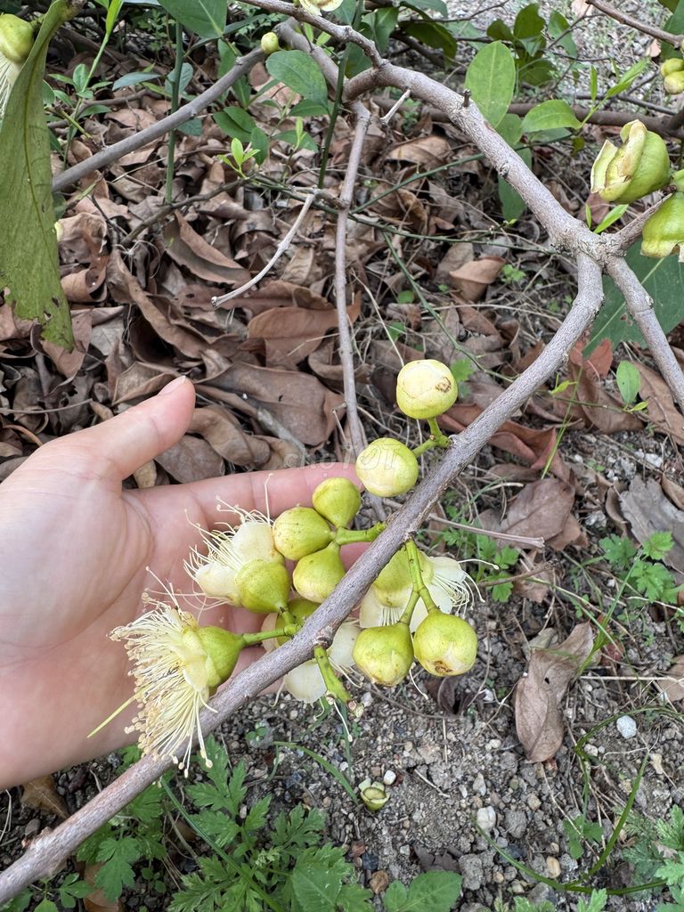 Mận An Phước ( roi đỏ ) cây choai đên cây lớn