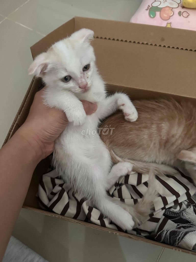 Mèo tai cụp lai Anh lông dài Trắng. Mua bán Mèo tại Quận Bình Thạnh Tp Hồ Chí Minh được đăng bởi Kim Thùy hình 1