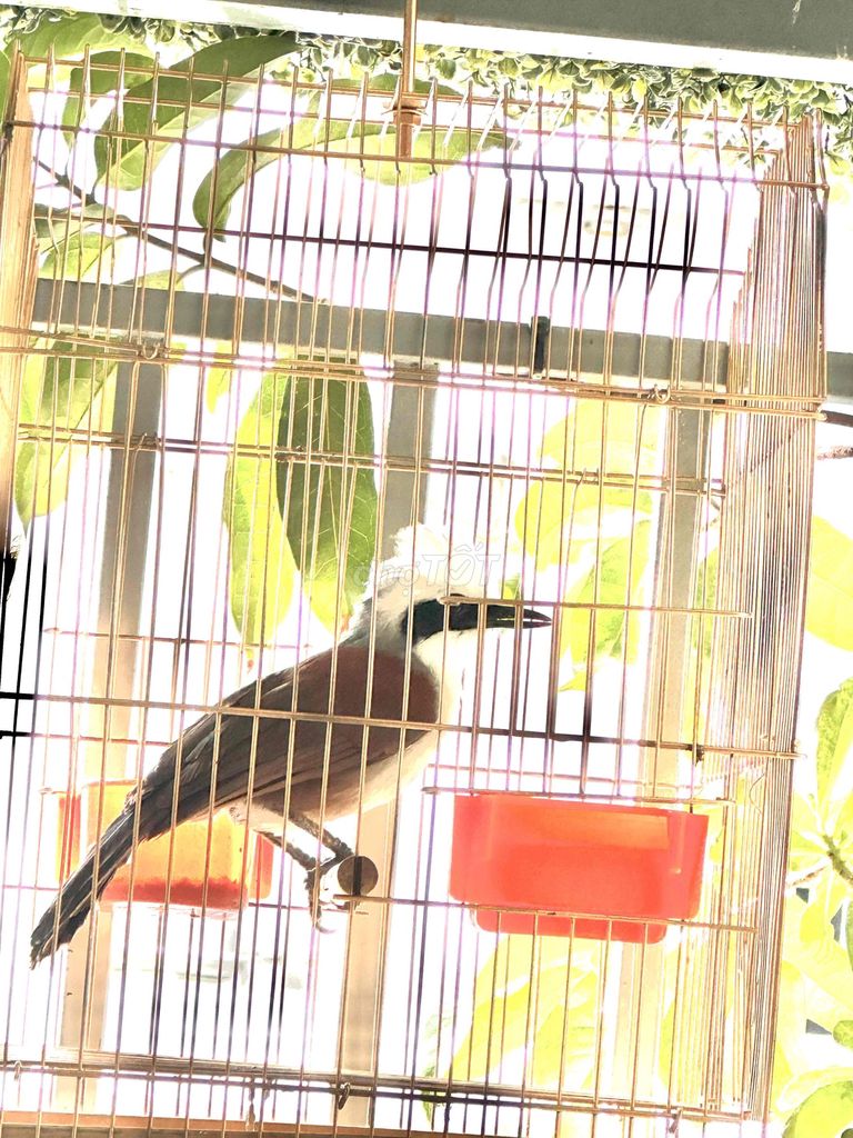Chim cảnh bự con nâu trắng đen thuần dạn. Mua bán Chim tại Quận Tân Phú Tp Hồ Chí Minh được đăng bởi Nhuận Huỳnh hình 1
