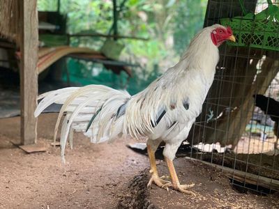 Thái mỹ chân vuông 3ky4. Mua bán Gà tại Quận Ninh Kiều Cần Thơ được đăng bởi trại gà mỹ hậu Giang 