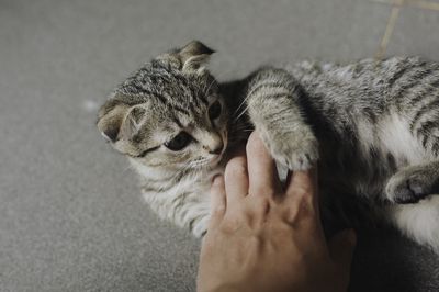 2 bé Mèo Anh Lông Ngắn , 1 Tabby đốm + 1 Đen