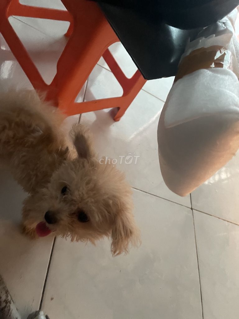 Poodle lai nhật. Mua bán Chó tại Thành phố Trà Vinh Trà Vinh được đăng bởi Tên chưa cung cấp hình 1
