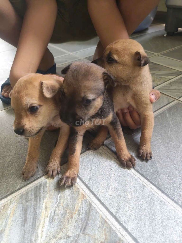 Chó con màu Nâu cả hai. Mua bán Chó tại Thành phố Thủ Đức Tp Hồ Chí Minh được đăng bởi Nguyễn Thị Trà My hình 1
