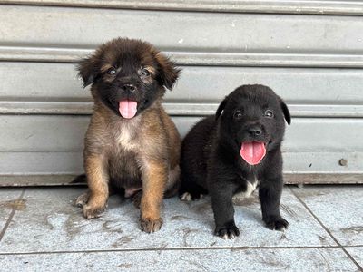 Chó nhật lai vui vẻ