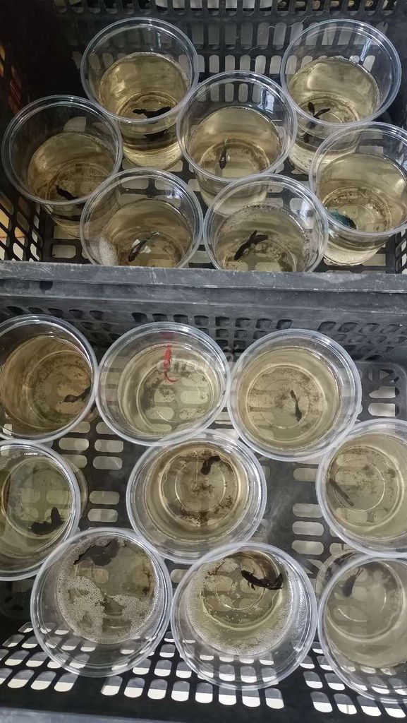 Cá Betta đủ loại chỉ từ 20k đến 40k. Mua bán Thú cưng khác tại Quận Bình Tân Tp Hồ Chí Minh được đăng bởi Betta sỉ lẻ hình 6