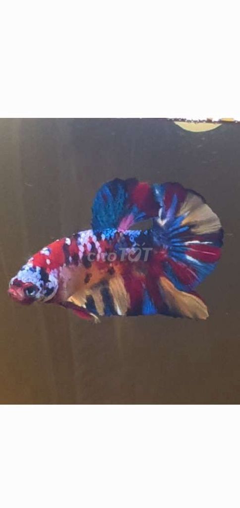 Cá betta Nemo Galaxy 3.8 cm. Mua bán Thú cưng khác tại Quận Bình Tân Tp Hồ Chí Minh được đăng bởi Thiện cảnh betta hình 1