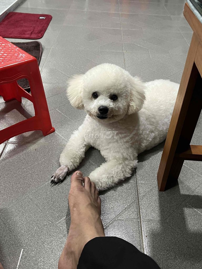 Chó Poodle đực 7 tháng đã tiêm. Mua bán Chó tại Thành phố Cà Mau Cà Mau được đăng bởi nguyen thanh trung hình 1