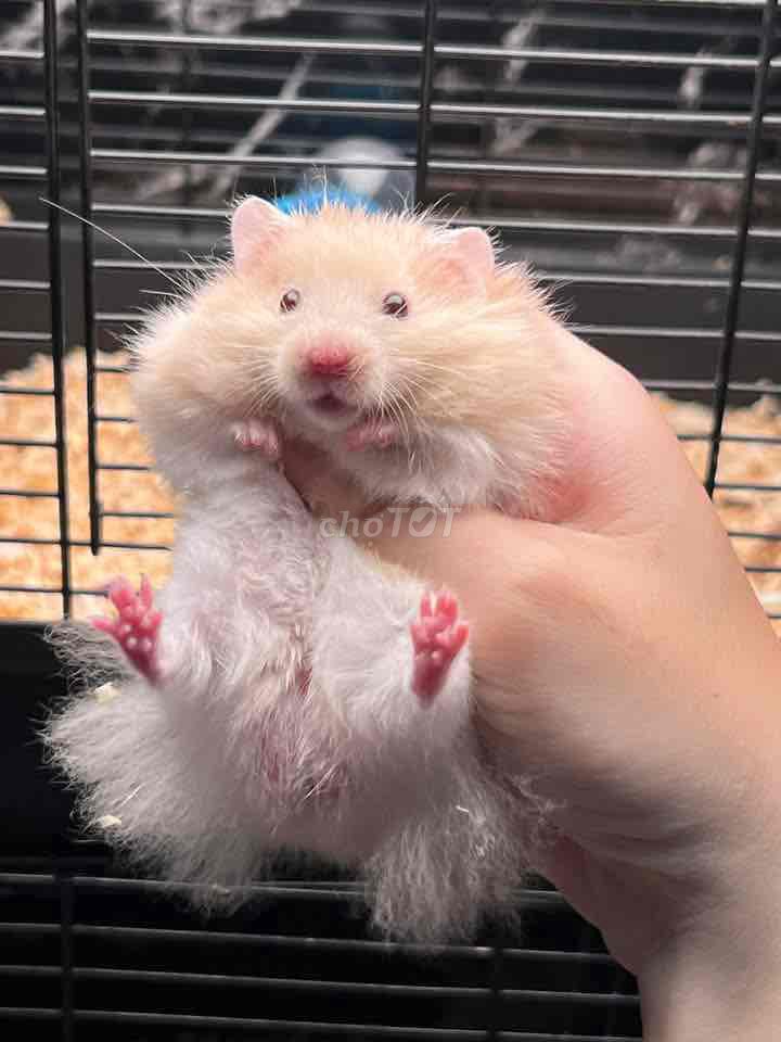 Chuột Hamster Vàng kem, trắng. Mua bán Thú cưng khác tại Huyện Bình Chánh Tp Hồ Chí Minh được đăng bởi Nguyễn Ánh Tuyết hình 1