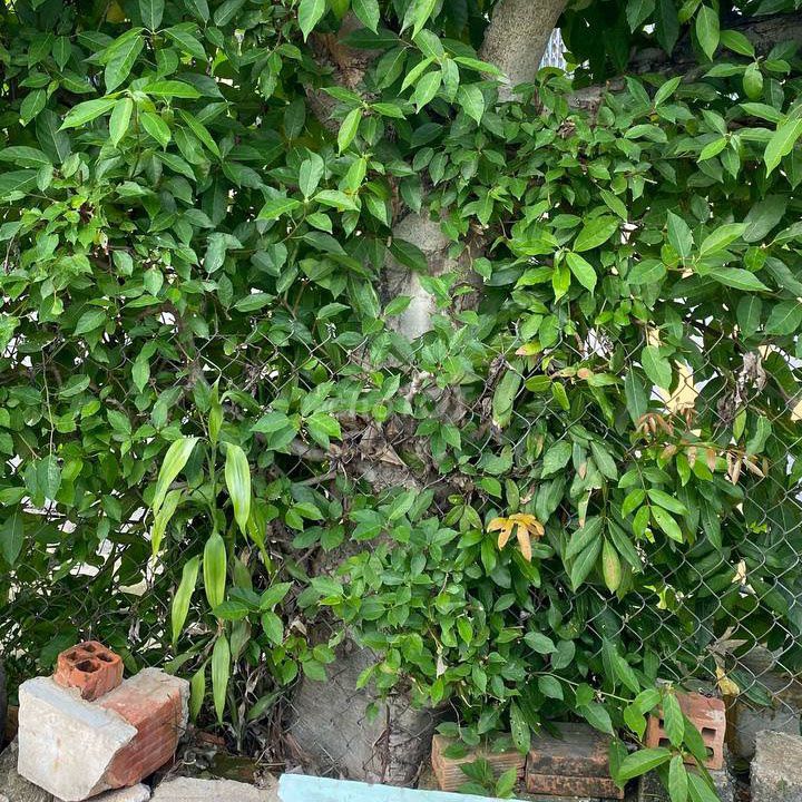 Cây sung gốc to 60cm, đã ra quả đẹp. Mua bán Cây cảnh, đồ trang trí tại Thị xã Hoài Nhơn Bình Định được đăng bởi Phan Vi hình 1