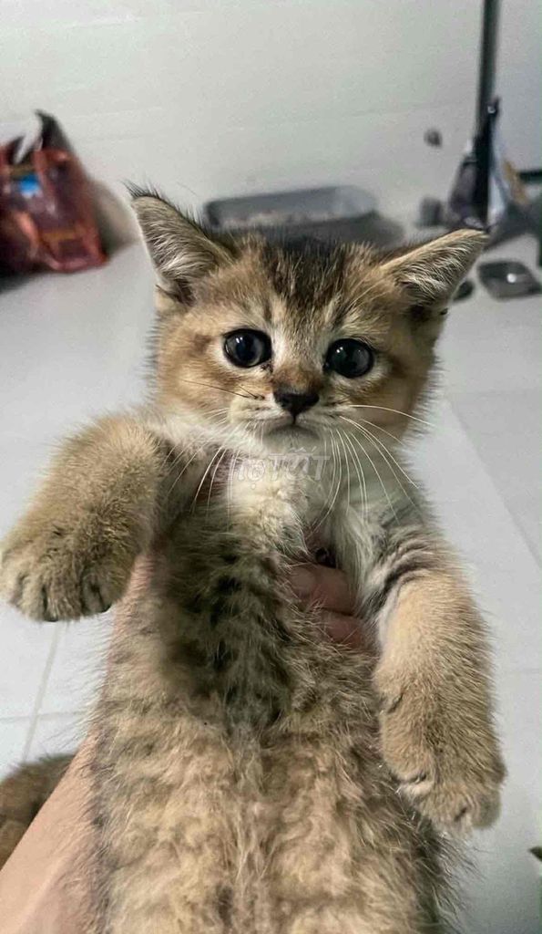 Mèo Anh lông ngắn golden tabby 2 tháng đực. Mua bán Mèo tại Quận Sơn Trà Đà Nẵng được đăng bởi Nguyễn Thị Anh Thư hình 1