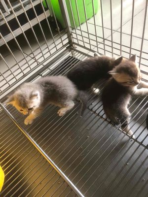 Mèo Anh thuần chủng ❤️💙💚Mới biết ăn